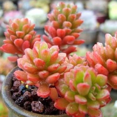 Succulent Sedum"Joyce Tulloch" Natural Plants