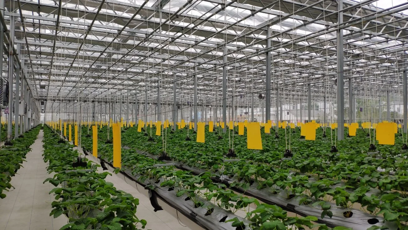 Bestes Produkt Glasshouse Container Farm Kommerzielle Glas Gewächshaus Heißer Verkauf