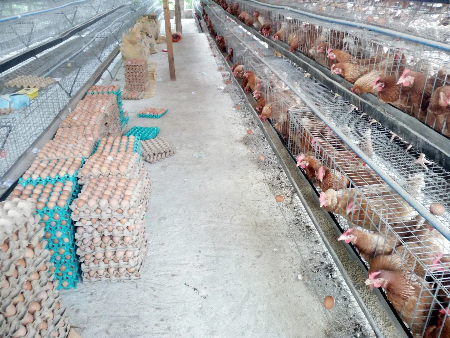 Pollos a través de las jaulas de pollo de granja avícola