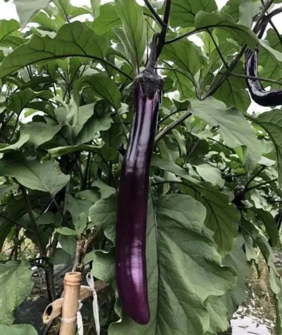 High Quality and High Yield Purple Eggplant Seeds