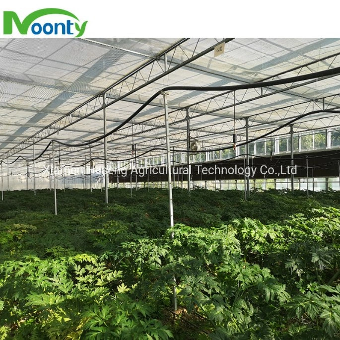 Turnkey Project Commercial Polycarbonate Glass Greenhouse with Irrigation Hydroponics System for Strawberry Cucumber Tomato Pepper Herb