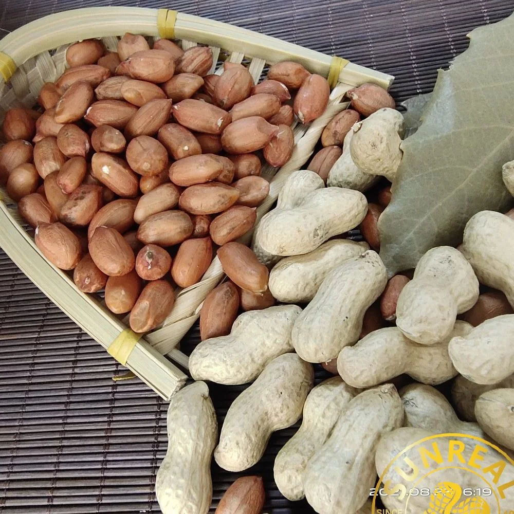 Raw Peanut Kernels/Bold Peanuts/Premium Products/Fine Packing