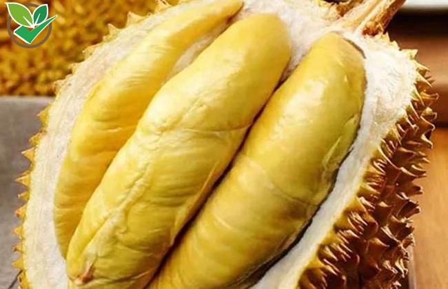 Haute qualité des fruits frais à bas prix Durian durian en poudre