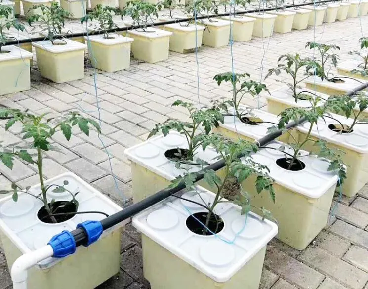 Efficient Dutch Irrigation System Bato Bucket for Greenhouse