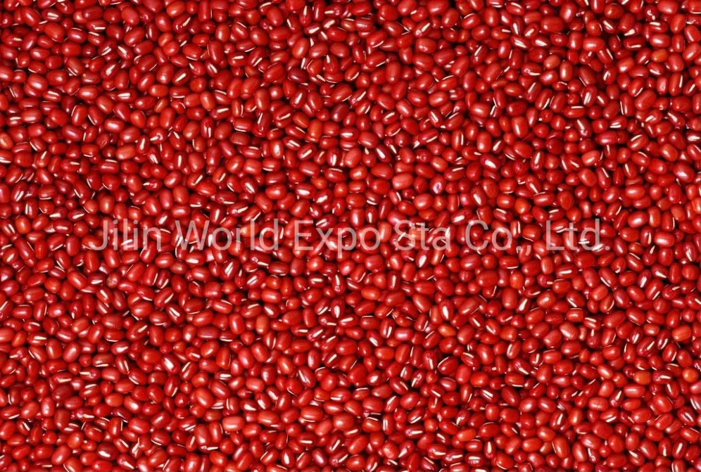 Wholesale/Supplier Dried Red Beans 4.5mm for Food