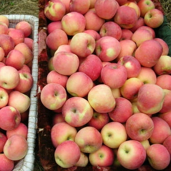 Fresh Apple to Malaysia