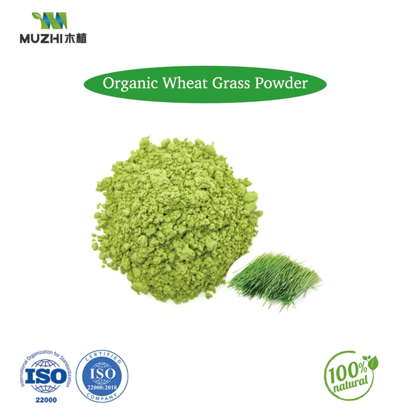 Factory Direct Supply of High-Quality Organic Vegetable Kale Powder