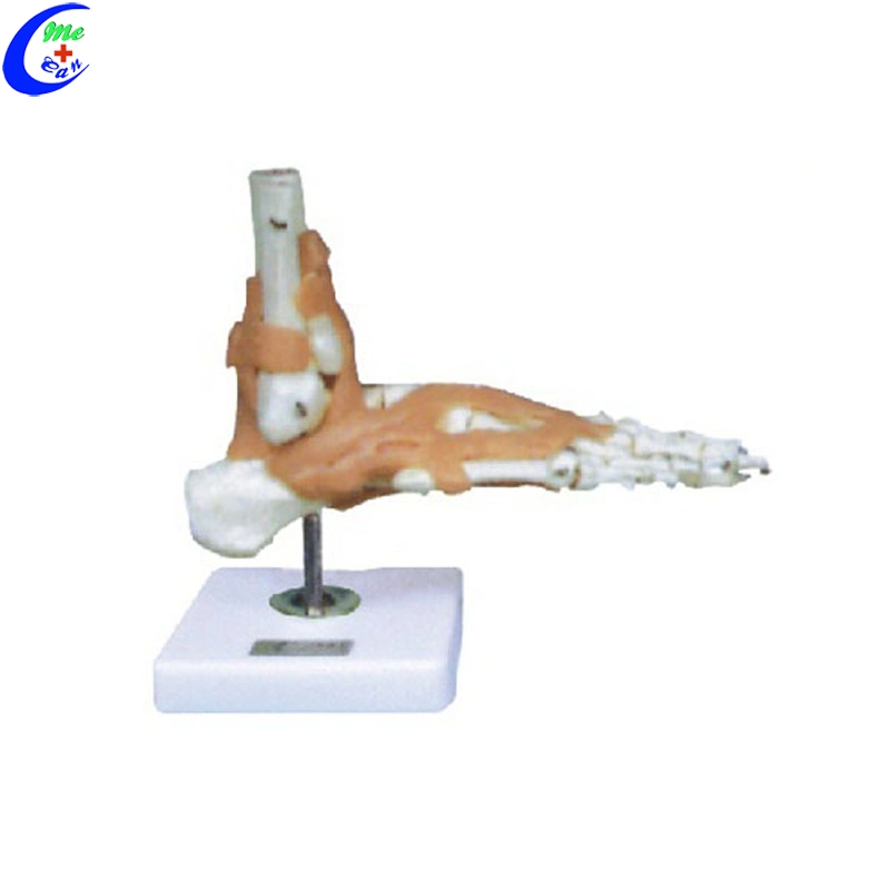 Shoulder Joint Model with Ligaments for Teaching