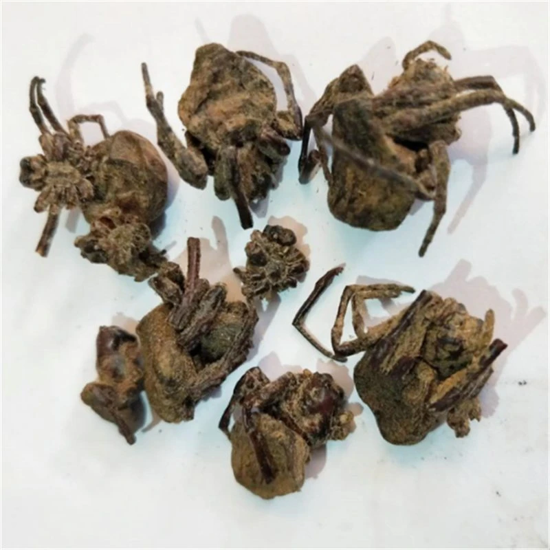 Zhi Zhu traditionelle chinesische Meicine trockene schwarze Spinnen getrocknet Spinnen Für Kräuter