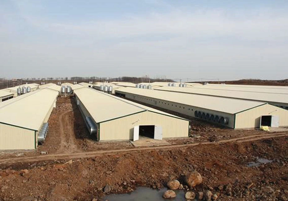 Auto Feeding System Prefab Chicken House