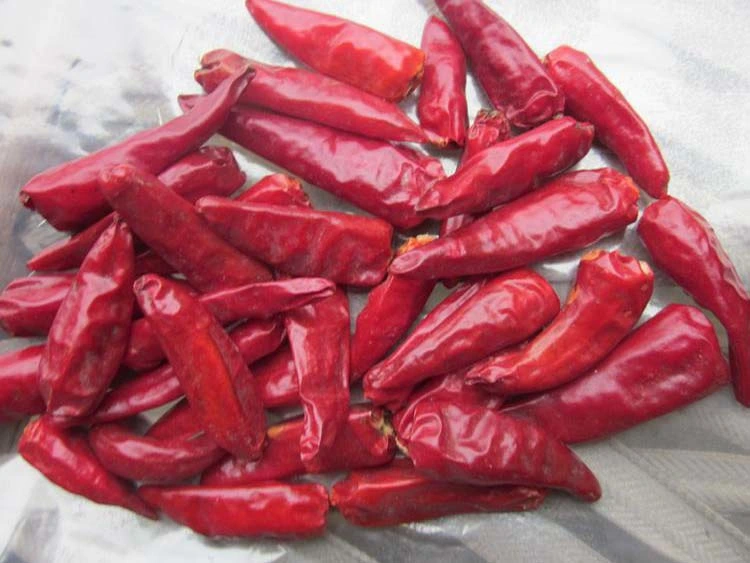 Hot Selling Dry Chilli/Chaotian Chilli in China