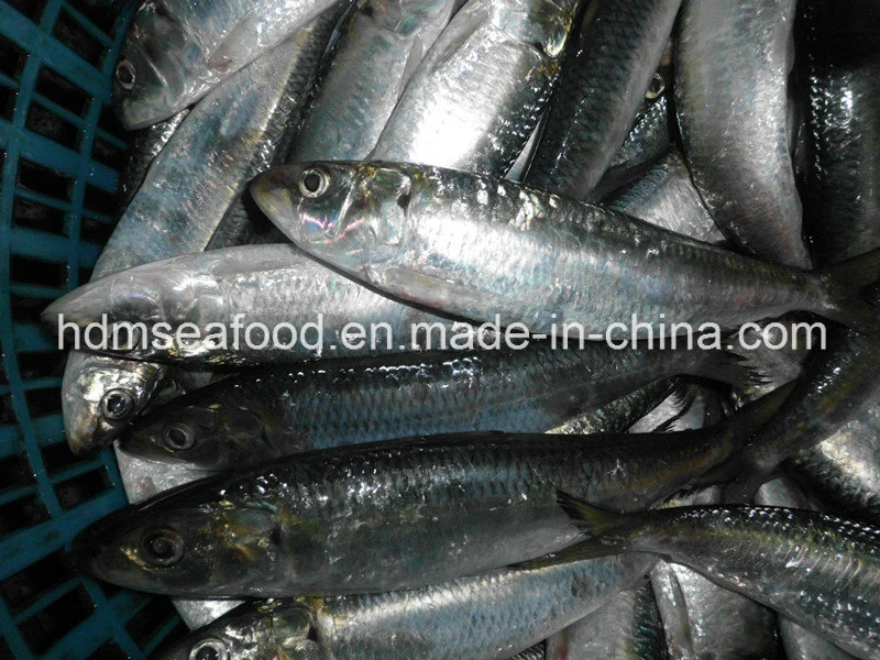 Новые предстоящие свежих замороженных морепродуктов Sardine рыб 90-100