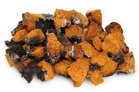 The Best Quality 100% Pure Chaga Mushroom Extract Powder Cordyceps Militaris Mushroom Reishi Mushroom Blends