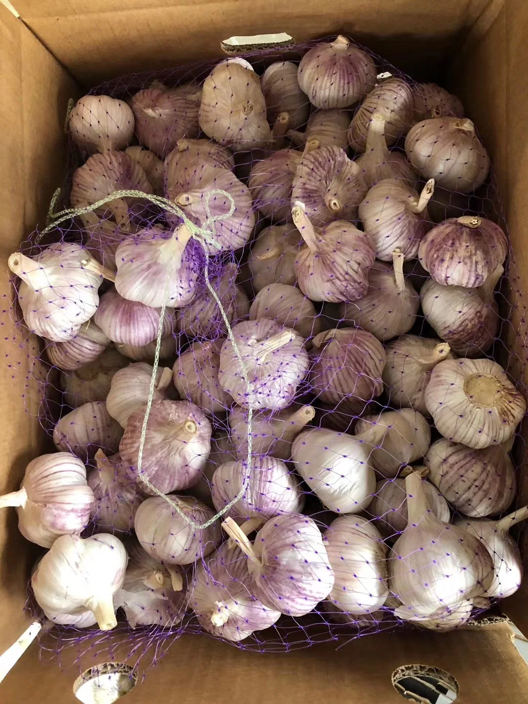 Hot Sale Size 5.0 up China Fresh Garlic Normal White