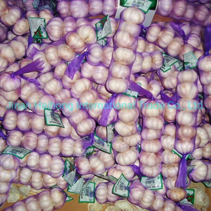 Shandong Fresh Normal White Purple Garlic in China