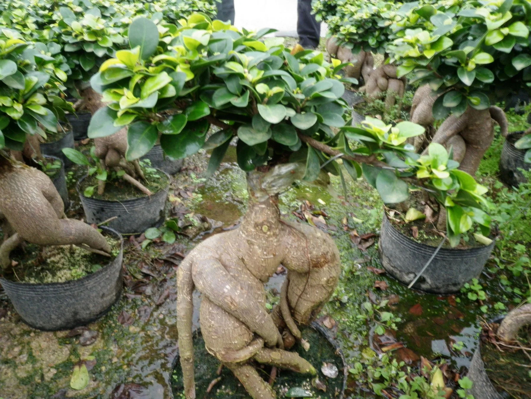 Ficus microcarpa Ginseng árbol Bonsai