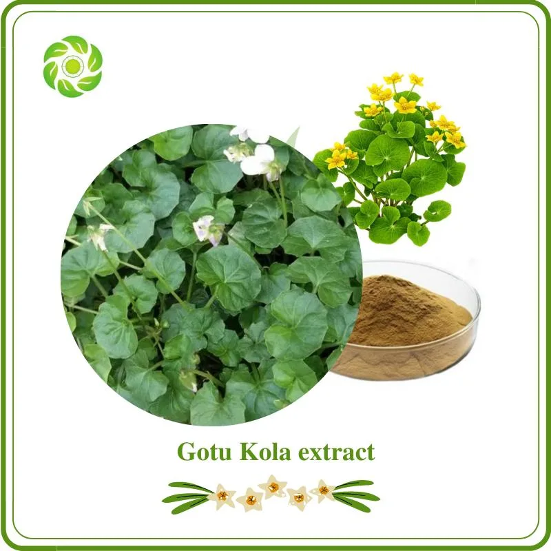 Word Well-Being High Purity Gotu Kola Extract Factory Supply