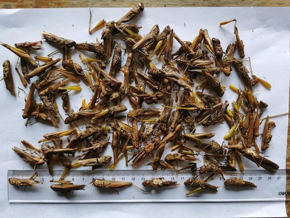 Dried Natural Locust Grasshopper for Pet Treat