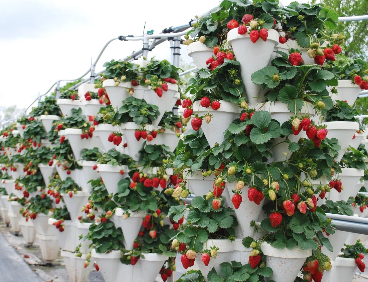 L'agriculture moderne de légumes pour la laitue de serre de Film/Salade/agriculture/la culture hydroponique/Acquaponics