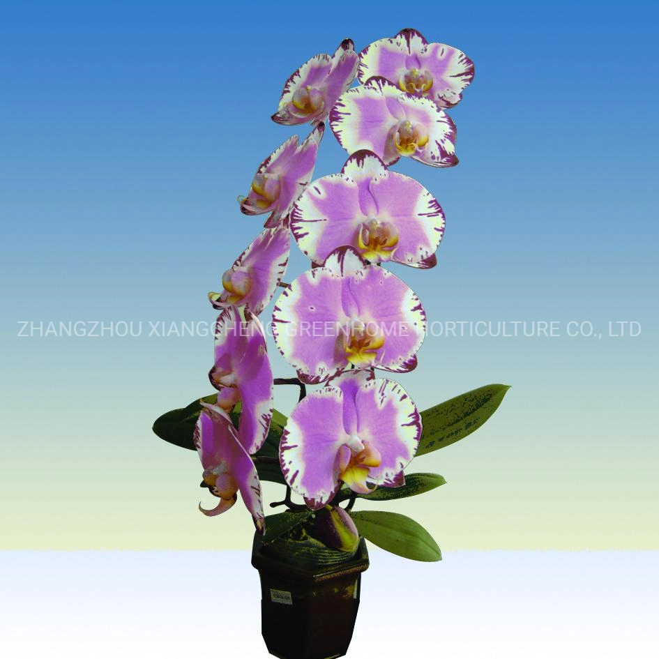 Multi-Colored Beautiful Indoor Plant Phalaenopsis Butterfly Orchid From Xiamen