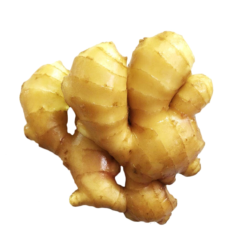 Fresh Ginger for Cooking and Drinking