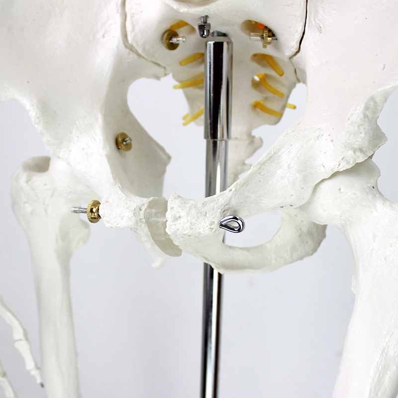 Modelos de Enseñanza médica removidos Modelo flexible de esqueleto humano durabilidad duradera Con tamaño natural de PVC