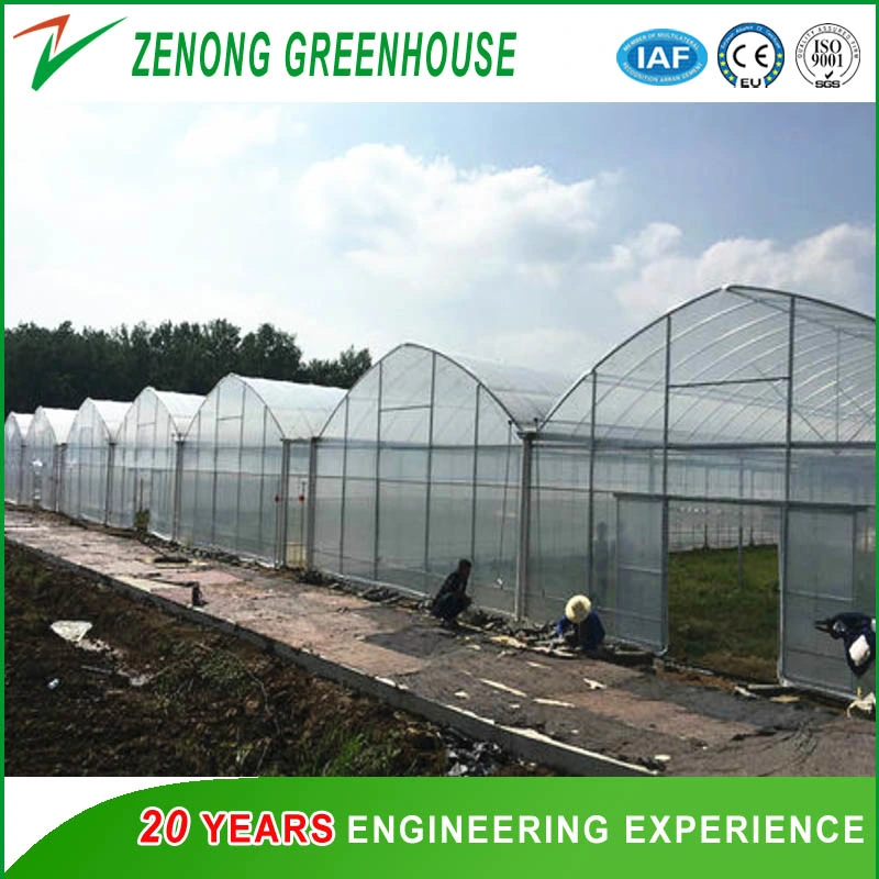 Factory Price Steel Structure Film Greenhouse Materials/Equipment/Cooling Pad/Fan/Irrigation etc.