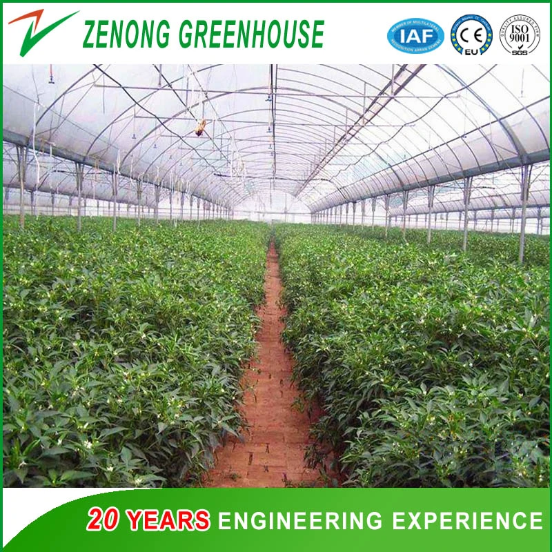 Arch Greenhouse Poly Film Covered Greenhouse for Vegetables/Flowers/Fruits/Seed Breeding