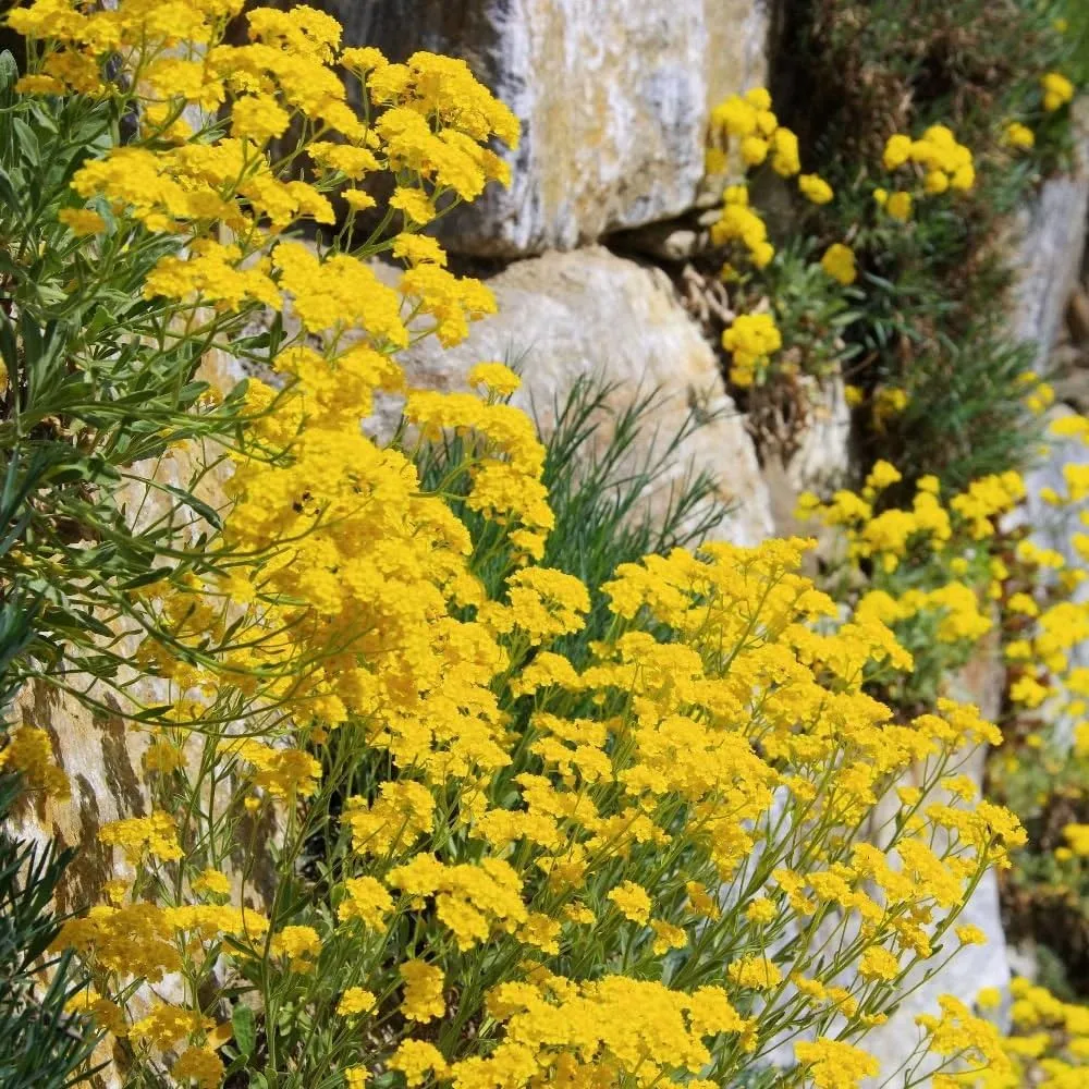 Sementes de Alyssum Montanum sementes de ouro de montanha Alyssum dourado