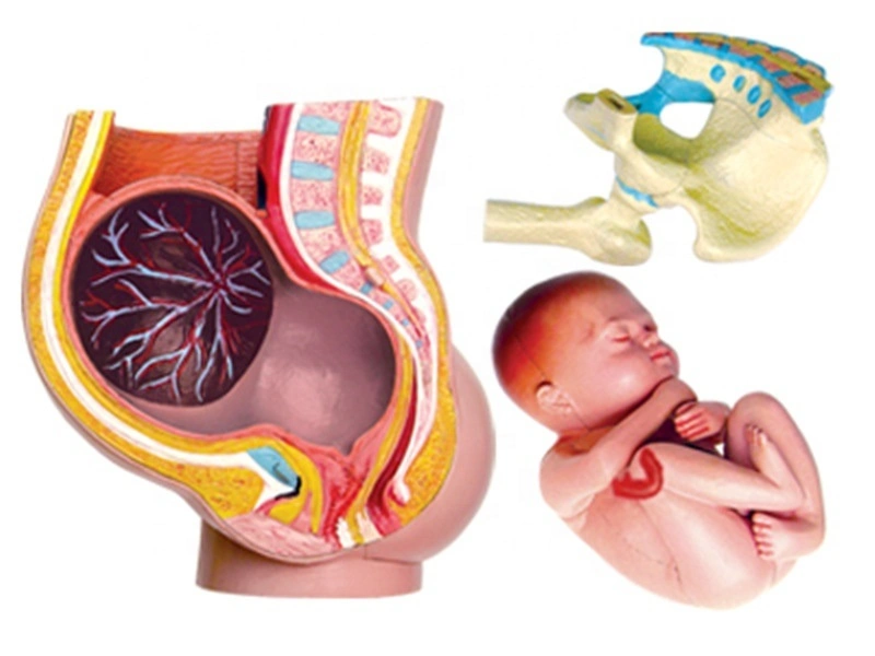 4D Human Body Organ Anatomical Female Uterus Model