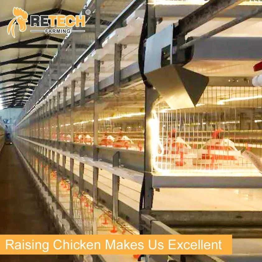 Automatische Geflügelmaschine H Typ Broiler Hühnerhuhn Farm Ausrüstung Fütterungssystem in Usbekistan