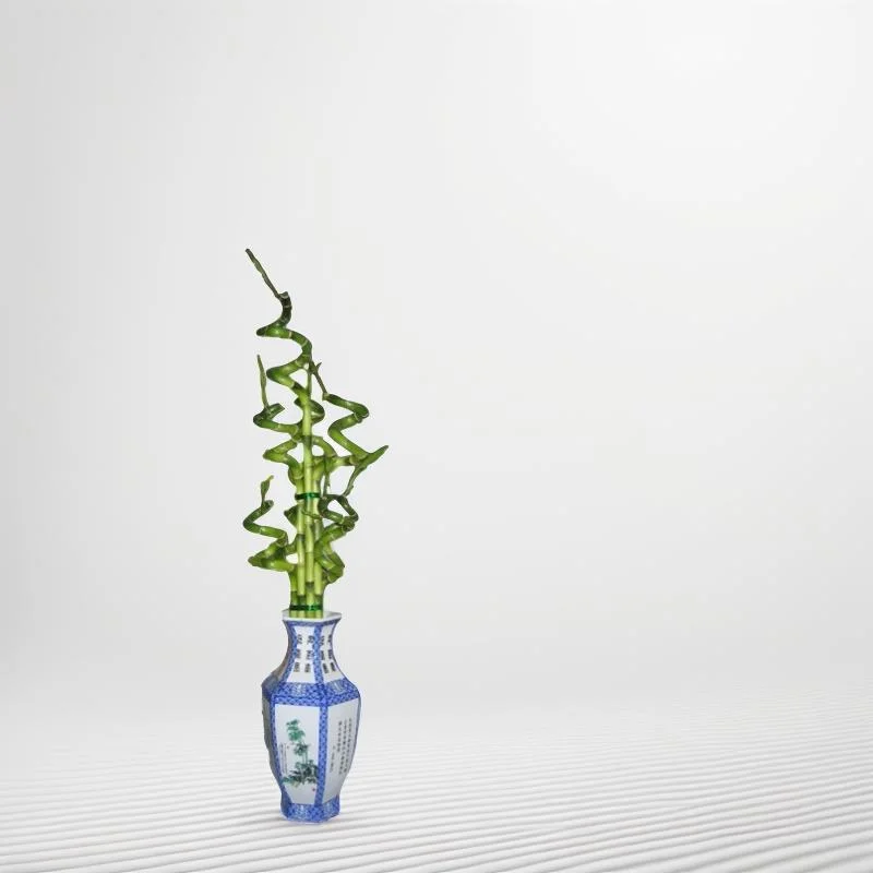 Dracaena Sanderiana Bambou porte-bonheur en spirale Décoration d'intérieur Plante d'intérieur Fleur
