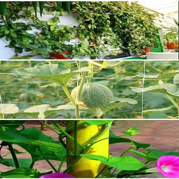 Agriculture Vegetable Plant Support Grid Subnet Cucumber Climbing Net