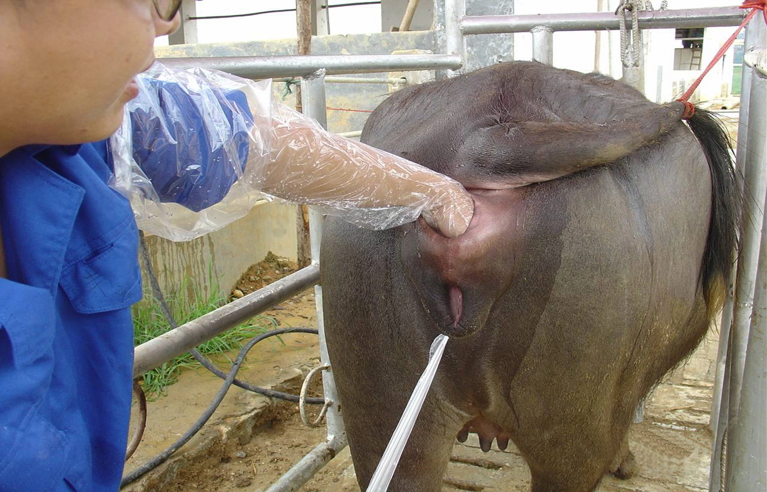 Tierarzneimittel Ai-Scheide für Rinder Künstliche Insemination aus China