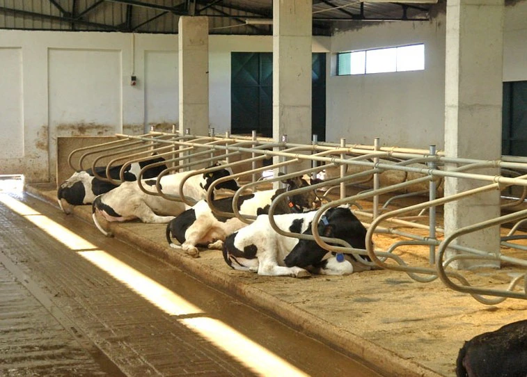 Good Quality Livestock Equipment Cattle\Horse Free Stall for Hot Sale