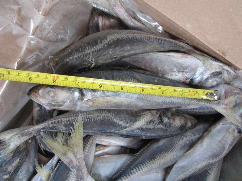 Land Frozen Horse Mackerel 22cm+ Suit for Angola Market