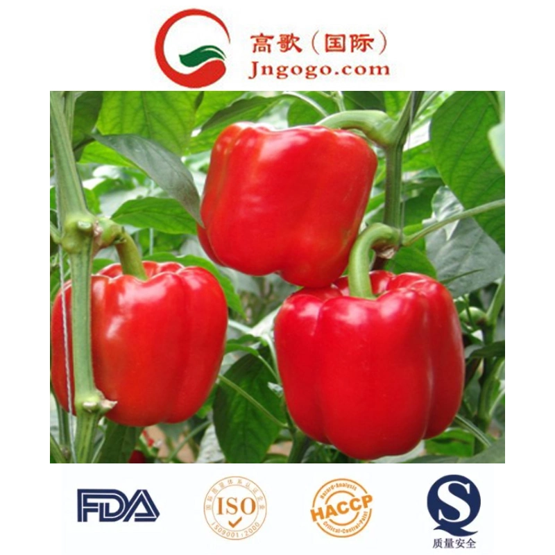 China Sino fresca de pimento vermelho Sweet Nova cultura