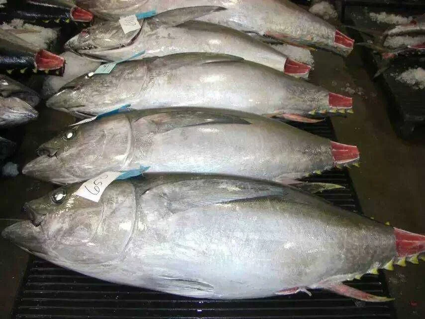 Big Eyes Yellow Fin Frozen Tuna Fish 10-20kg/PC