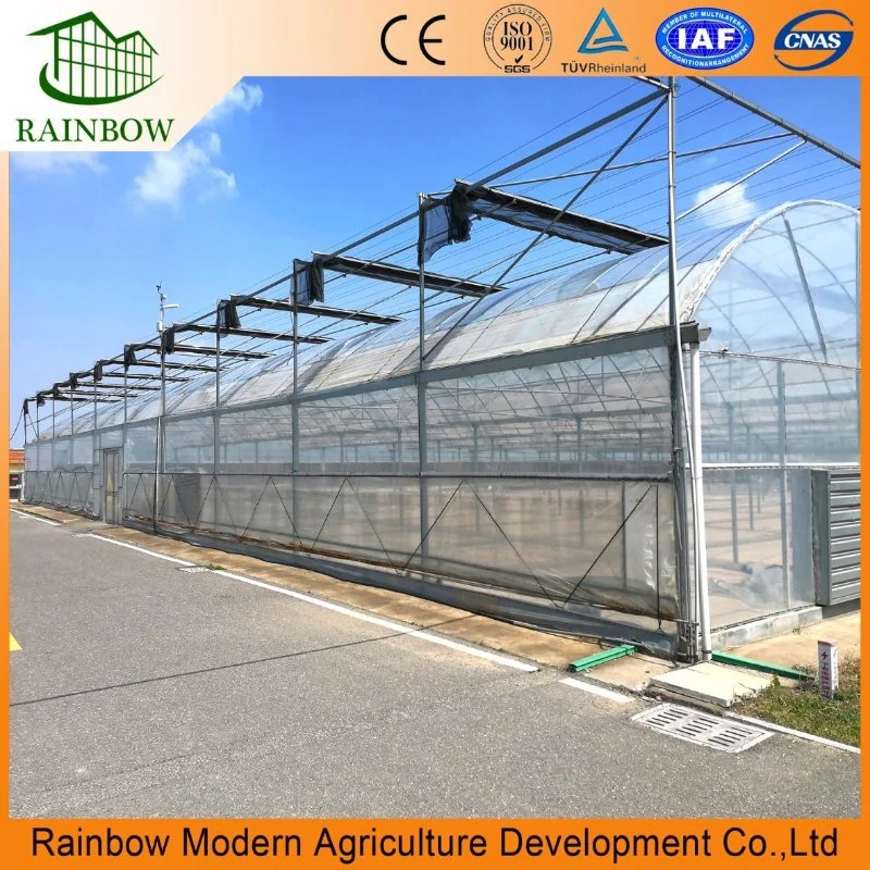 Agricultural Multi Span Poly Film Tunnel Greenhouse with Hydroponics Planting System for Tomato Pepper Lettuce Strawberry Vegetables Flowers