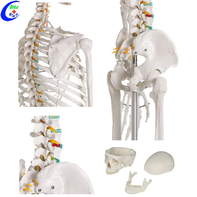 Torso humano Anatomía del esqueleto modelo