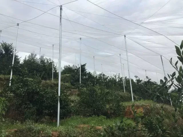 Neto agrícola, la prueba de insectos Net