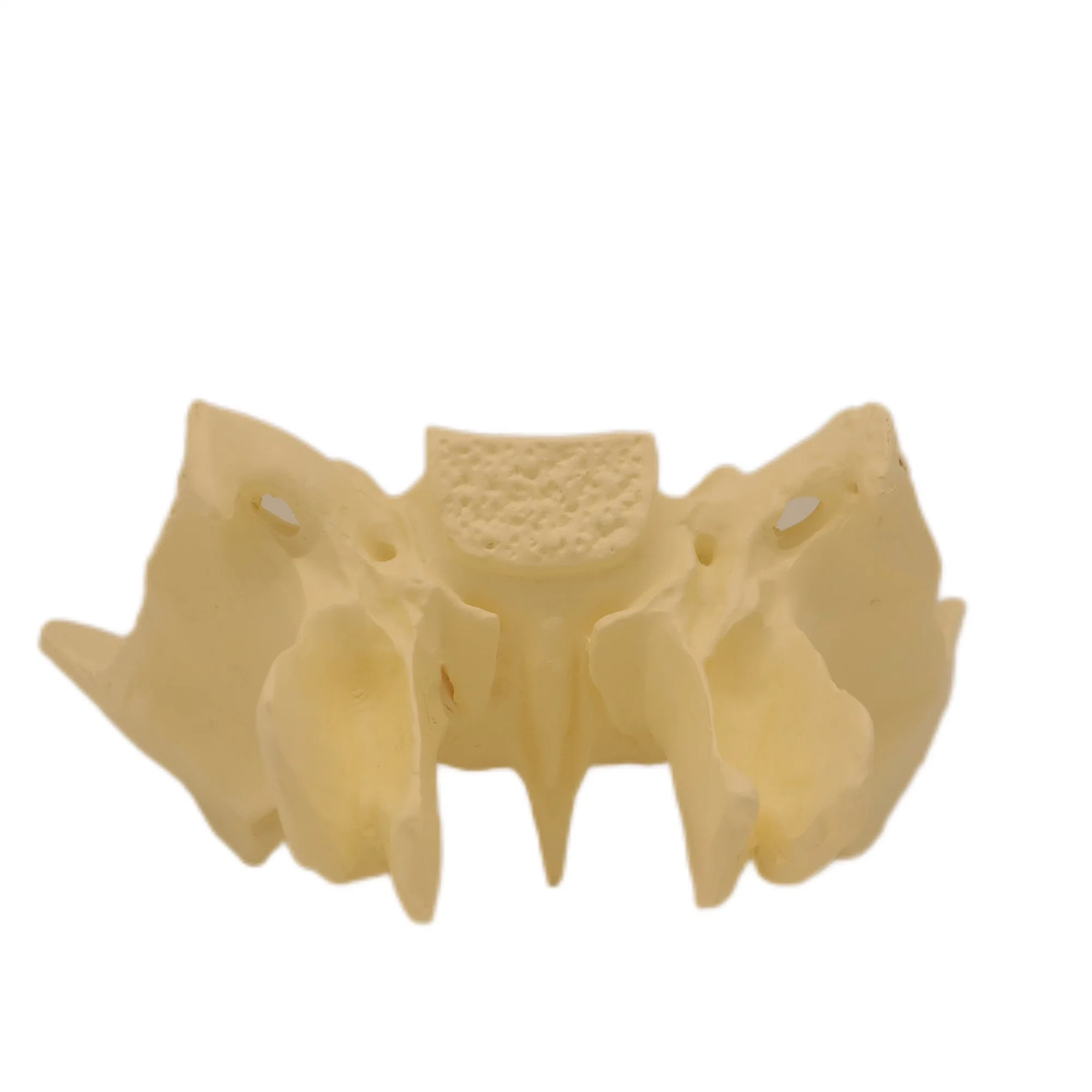 Super Economy Medical Teaching Demonstration Medical Teaching Anatomical PVC Model Adult Female Pelvis