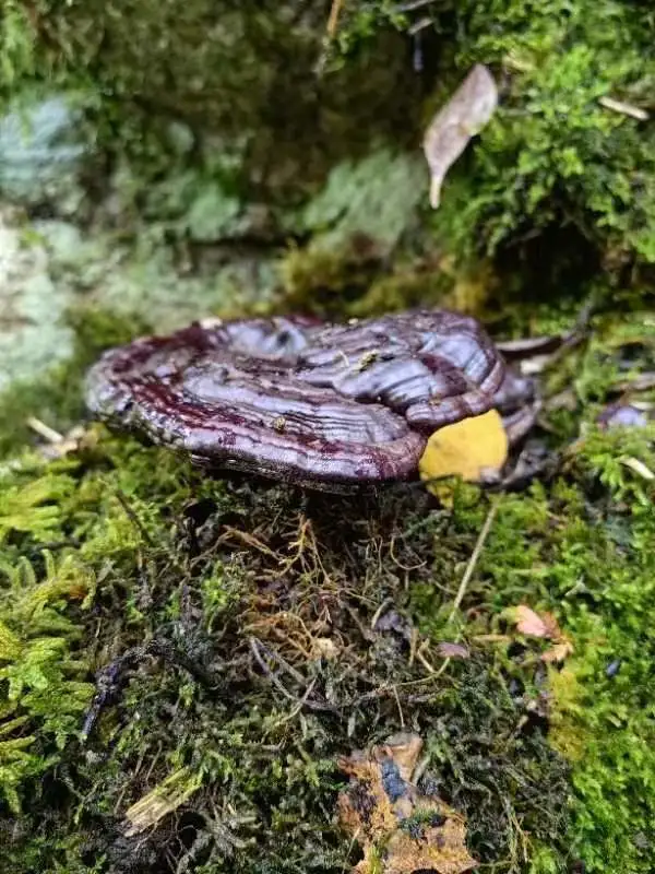 ISO HACCP Certifié Reishi Mushroom Lingzhi Ganoderma Lucidum Extract comme extrait de plante pour les boissons énergétiques aux champignons.