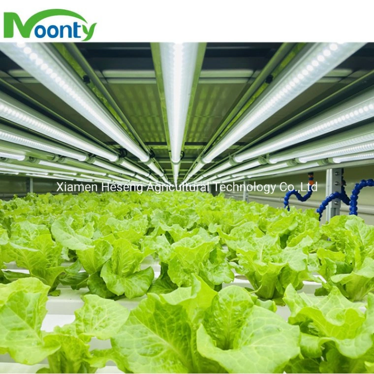 Vertikale hydroponische Versand Container Farm für Indoor Gemüse wächst Smart Gewächshaus Pflanzen aeroponic growing System für medizinische Kräuter