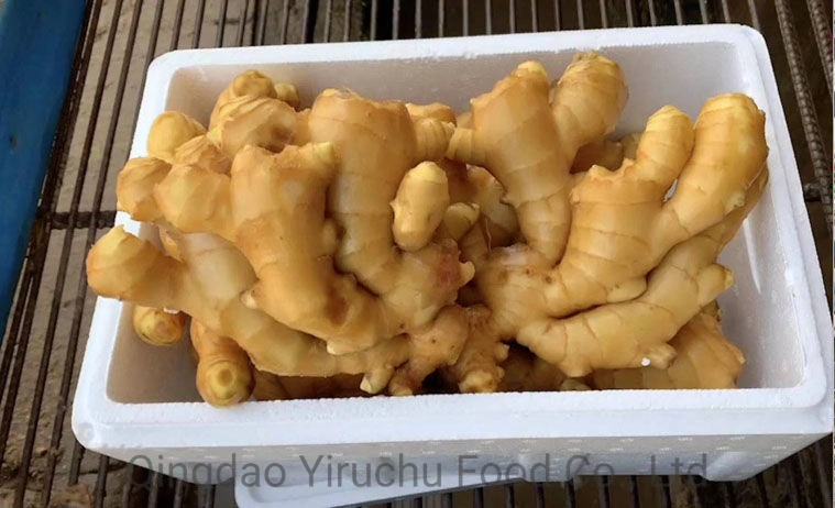 Air Dry Fresh Ginger New Harvest 2023