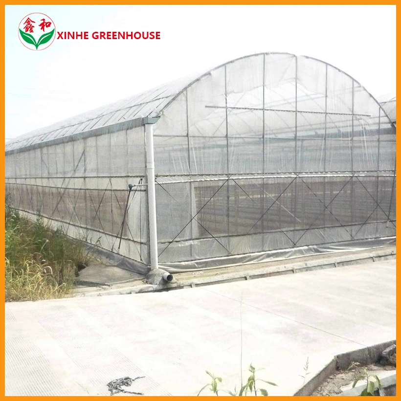 Multi-Span Film Agricultural Tunnel Greenhouse for Soil Hydroponics Growing