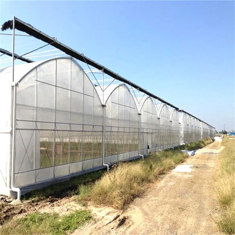 Smart Multi-Span Plastic Film Hydroponic System Greenhouse for Tomato Agriculture Commercial Coconut Substrate Cultivation Systems Tomato Green Houses for Sale