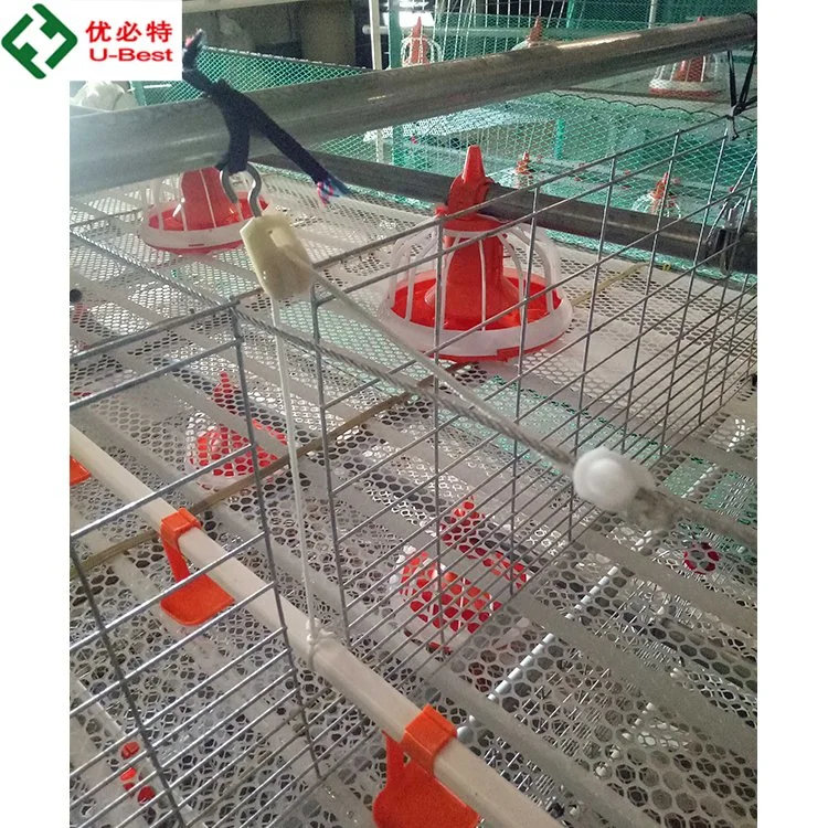 Haute qualité des cages de poulet à griller de type H Cage avec système d'alimentation Automaic