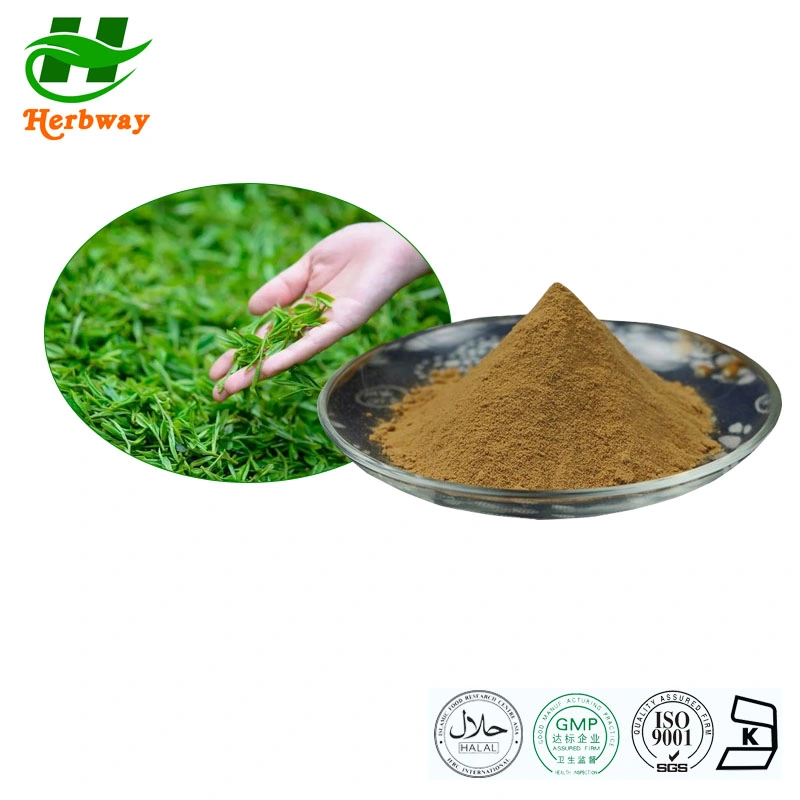 Herbway High quality/High cost performance  Camellia Sinensis High EGCG 60% Tea Polyphenols Green Tea Leaf Extract