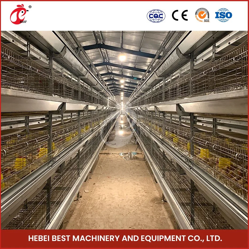 Bestchickencage China Chain Link Chicken Coop Factory H Frame automático Jaulas de pollos para asar sistema automático de eliminación de estiércol diseños de jaula de pollo para pollos para asar Pollo